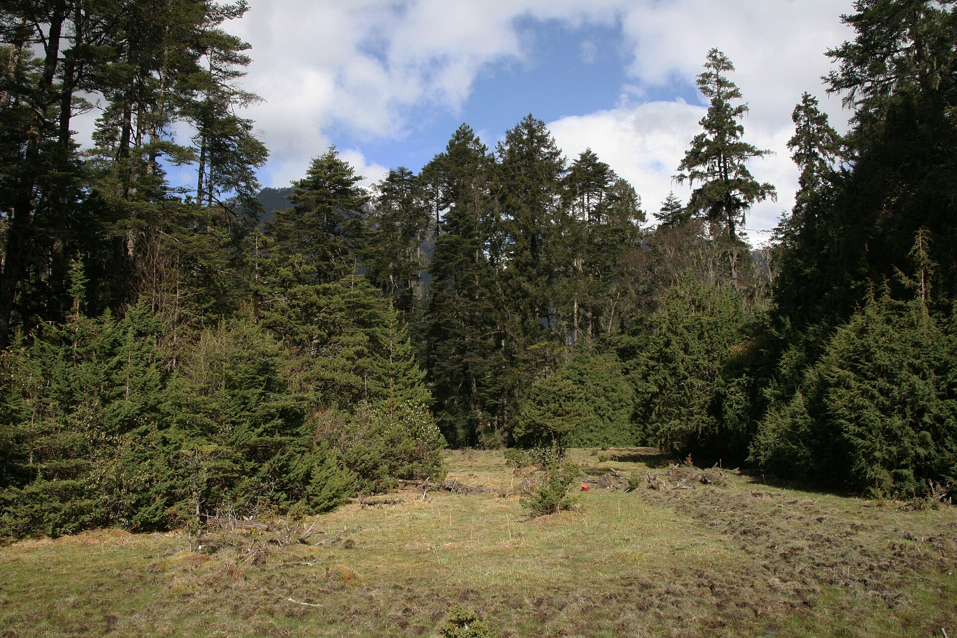 林芝 森林 峽谷